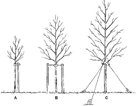 how to stake an apple tree|staking a tree for support.